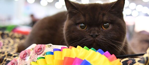 Выставка кошек Кэтсбург Выставка кошек Кэтсбург - Sputnik Армения