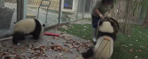Панды - бандиты Панды - бандиты - Sputnik Армения