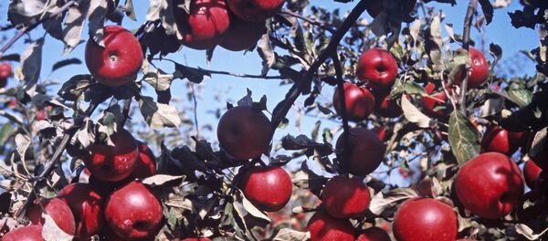 Яблоки Яблоки - Sputnik Армения