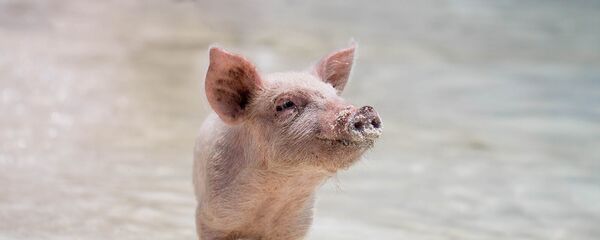Поросенок - Sputnik Արմենիա
