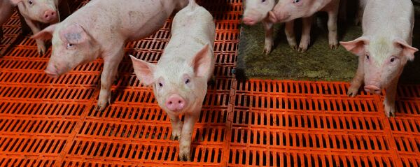 Поросята - Sputnik Արմենիա