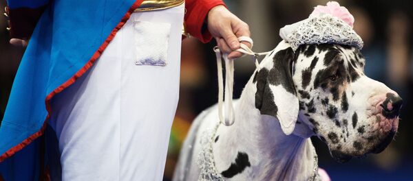 Немецкий дог - Sputnik Армения