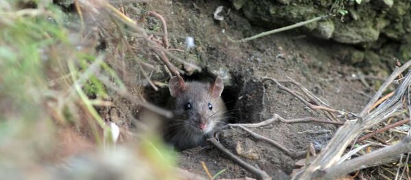 Крыса в норке - Sputnik Армения