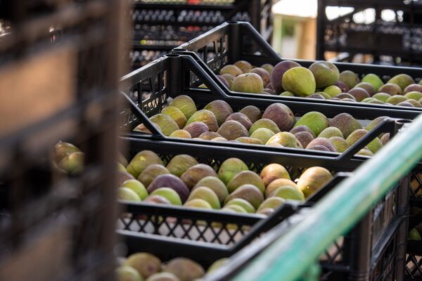 Сыр, инжир и самогон: как Давид вернулся из России в Чинари и напоил молоком все село Сыр, инжир и самогон: как Давид вернулся из России в Чинари и напоил молоком все село - Sputnik Армения