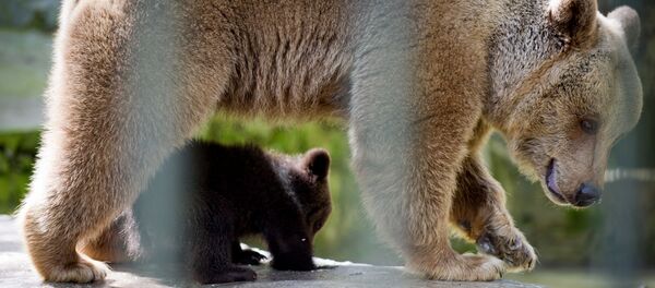 Медведица и медвежонок - Sputnik Արմենիա