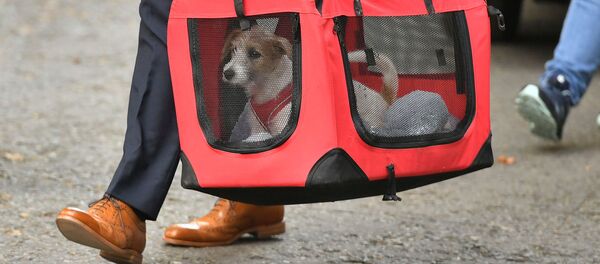 15-недельный щенок Джек Рассел-кросс, усыновленный премьер-министром Великобритании Борисом Джонсоном и Кэрри Саймондс, прибывает в Даунинг-Стрит (2 сентября 2019). Лондон - Sputnik Армения