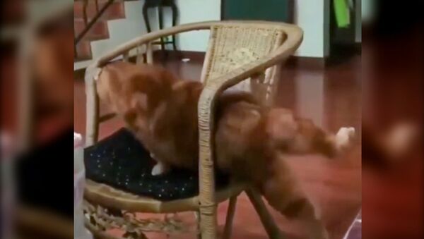 Толстый кот застрял в стуле - Sputnik Армения
