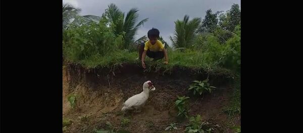 Гусь принес тапок мальчику - Sputnik Армения