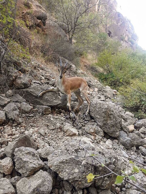 Նորավանքի մոտ բեզոարյան այծն ընկել է թակարդն ու կտրված ոտքով փախել. լուսանկարներ Նորավանքի մոտ բեզոարյան այծն ընկել է թակարդն ու կտրված ոտքով փախել. լուսանկարներ - Sputnik Արմենիա