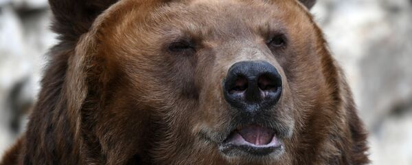 медведь  - Sputnik Արմենիա