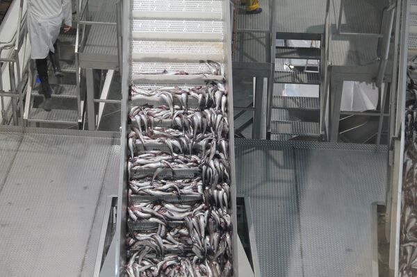 Золотая рыбка — это не сказка: исландцы едут на самый современный завод России Золотая рыбка — это не сказка: исландцы едут на самый современный завод России - Sputnik Армения