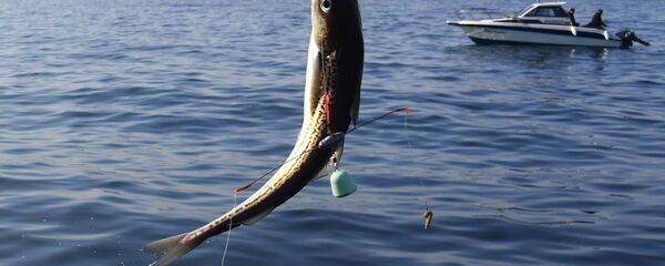 Любительский лов камбалы и минтая в Уссурийском заливе  - Sputnik Армения