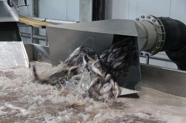 Минтай первой свежести: как работает самый современный рыбозавод в России - Sputnik Армения