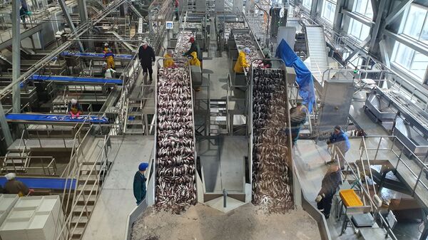 Минтай первой свежести: как работает самый современный рыбозавод в России - Sputnik Армения