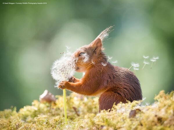 Снимок Squirrel wishes шведского фотографа Geert Weggen, вошедший в список финалистов конкурса Comedy Wildlife Photography Awards 2019 - Sputnik Армения
