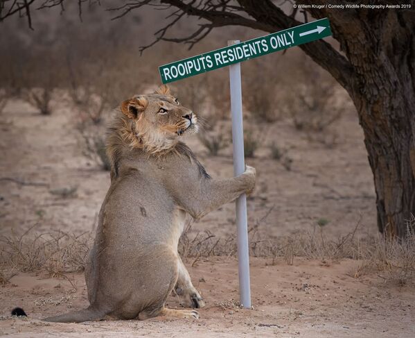 Снимок Lion take away южноафриканского фотографа Willem Kruger, вошедший в список финалистов конкурса Comedy Wildlife Photography Awards 2019 - Sputnik Армения