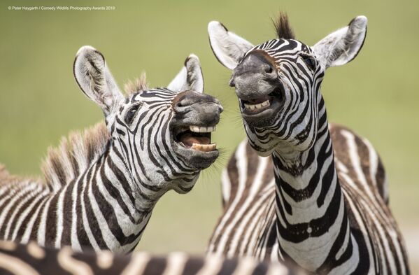 Снимок Laughing Zebra британского фотографа Peter Haygarth, вошедший в список финалистов конкурса Comedy Wildlife Photography Awards 2019 - Sputnik Армения