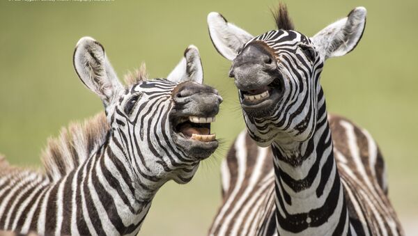 Снимок Laughing Zebra британского фотографа Peter Haygarth, вошедший в список финалистов конкурса Comedy Wildlife Photography Awards 2019 - Sputnik Армения