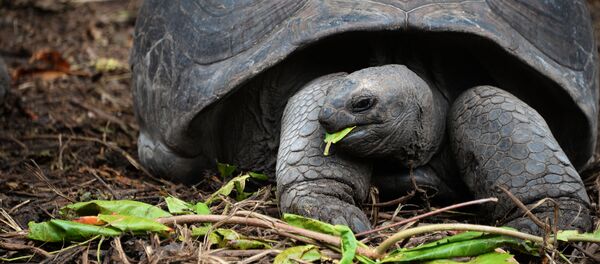 Черепаха - Sputnik Արմենիա