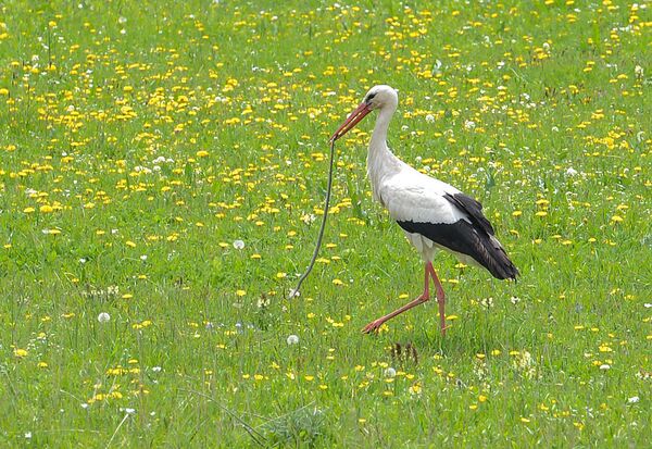 Հավքն իր թևով, օձն իր պորտով այսուհետ չի կարողանա թաքուն մուտք գործել «Արփի լիճ» - Sputnik Արմենիա
