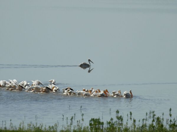 Ստորգետնյա անցում դեպի Անի և ամենավտանգավոր օձը. ինչ կա Շիրակում, որ չկա ուրիշ ոչ մի տեղ - Sputnik Արմենիա