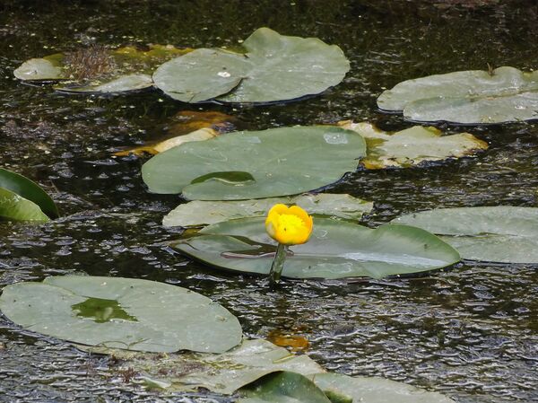 Հավքն իր թևով, օձն իր պորտով այսուհետ չի կարողանա թաքուն մուտք գործել «Արփի լիճ» - Sputnik Արմենիա
