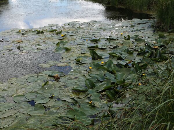 Հավքն իր թևով, օձն իր պորտով այսուհետ չի կարողանա թաքուն մուտք գործել «Արփի լիճ» - Sputnik Արմենիա