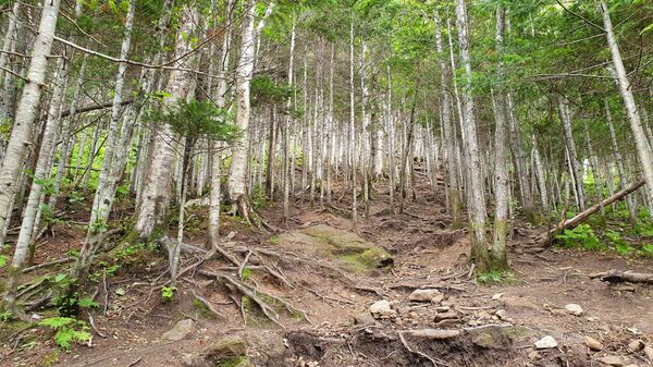 Губернатор Сахалина: важнейшая задача государства — развивать его территории Губернатор Сахалина: важнейшая задача государства — развивать его территории - Sputnik Армения