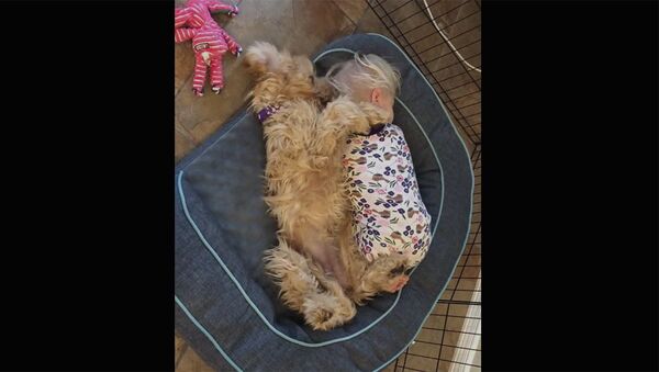 Малыш и собака пытаются заснуть на одной кроватке - Sputnik Արմենիա