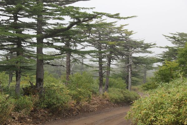 Сюда не приезжают пить кока-колу: что делать туристу на Курильских островах Сюда не приезжают пить кока-колу: что делать туристу на Курильских островах - Sputnik Армения
