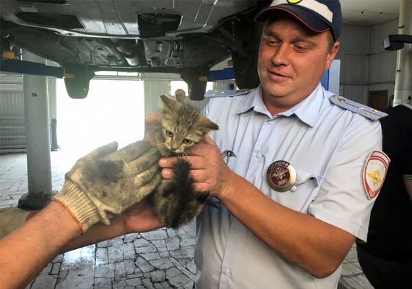 В Самаре полицейские спасли котенка, застрявшего в моторном отсеке служебного авто - фото - Sputnik Армения