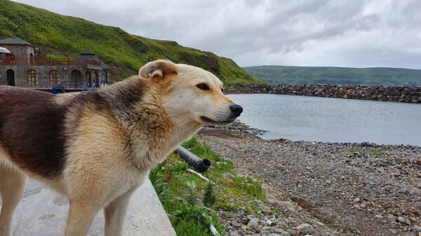 Сюда не приезжают пить кока-колу: что делать туристу на Курильских островах Сюда не приезжают пить кока-колу: что делать туристу на Курильских островах - Sputnik Армения