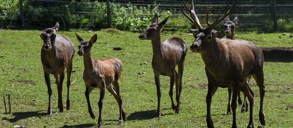 Породистые кавказские олени в Национальном парке Дилижан Породистые кавказские олени в Национальном парке Дилижан - Sputnik Արմենիա