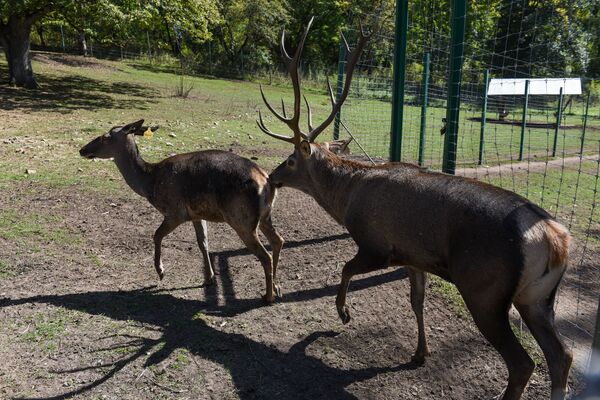 Արջը վերադարձել է, եղջերուն կգա, իսկ վարազը վերացել է. ամենավտանգավորը մարդն է. տեսանյութ - Sputnik Արմենիա