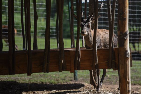 Արջը վերադարձել է, եղջերուն կգա, իսկ վարազը վերացել է. ամենավտանգավորը մարդն է. տեսանյութ - Sputnik Արմենիա