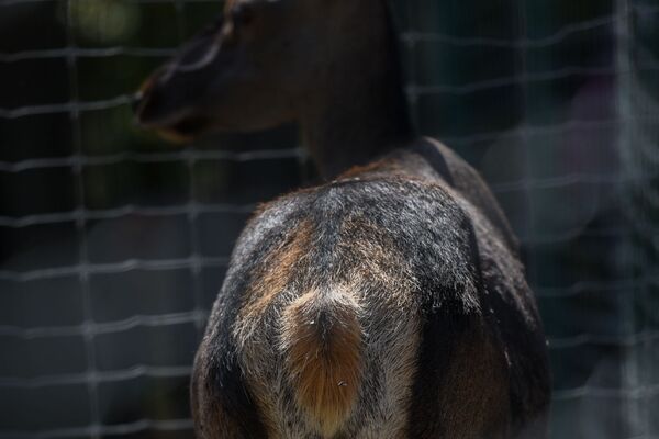 Արջը վերադարձել է, եղջերուն կգա, իսկ վարազը վերացել է. ամենավտանգավորը մարդն է. տեսանյութ - Sputnik Արմենիա