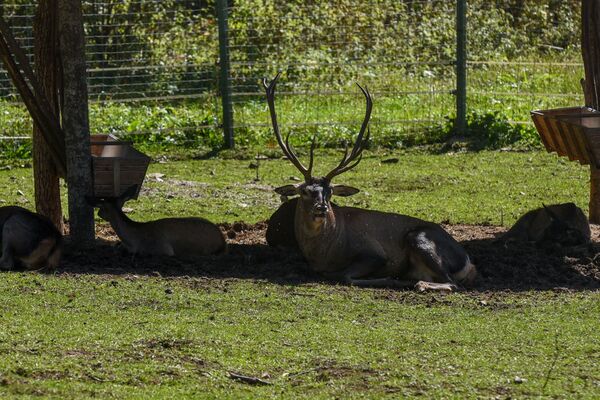 Արջը վերադարձել է, եղջերուն կգա, իսկ վարազը վերացել է. ամենավտանգավորը մարդն է. տեսանյութ - Sputnik Արմենիա