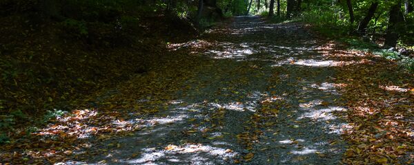 Тропа к заповеднику породистых кавказских оленей в Национальном парке Дилижан Тропа к заповеднику породистых кавказских оленей в Национальном парке Дилижан - Sputnik Արմենիա