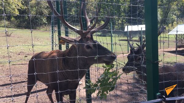 Արջը վերադարձել է, եղջերուն կգա, իսկ վարազը վերացել է. ամենավտանգավորը մարդն է. տեսանյութ - Sputnik Արմենիա