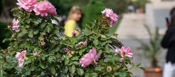 Выставка-продажа компаний озеленителей (28 сентября 2019). Еревaн - Sputnik Արմենիա