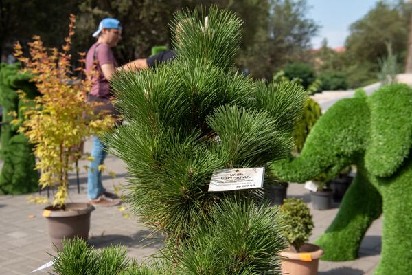 Балконы и крыши домов Еревана украсятся цветами: мэрия озеленит здания города - Sputnik Армения