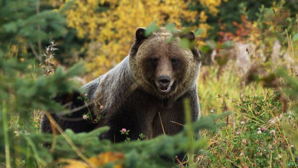 Медведь гризли на природе Британской Колумбии  - Sputnik Армения