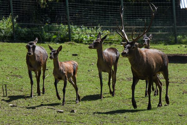 Ծառահատման մաֆիայի պարագլուխներից ոչ ոք դեռ չի ձերբակալվել. բիզնեսն էլ քնել է, ոչ թե մեռել Ծառահատման մաֆիայի պարագլուխներից ոչ ոք դեռ չի ձերբակալվել. բիզնեսն էլ քնել է, ոչ թե մեռել - Sputnik Արմենիա