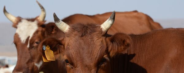 Фермерское хозяйство, коровы - Sputnik Армения