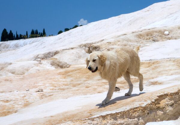 Собака породы лабрадор Собака породы лабрадор - Sputnik Армения