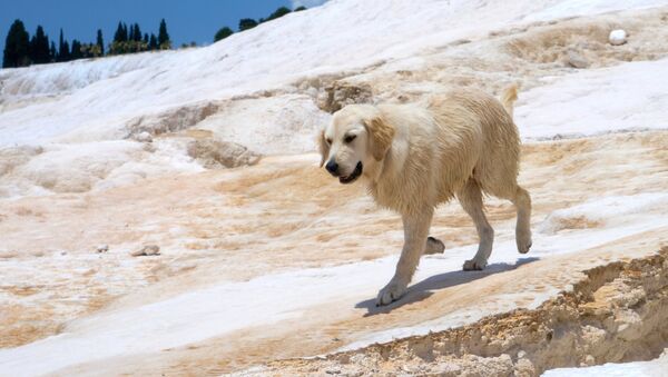 Собака породы лабрадор - Sputnik Армения
