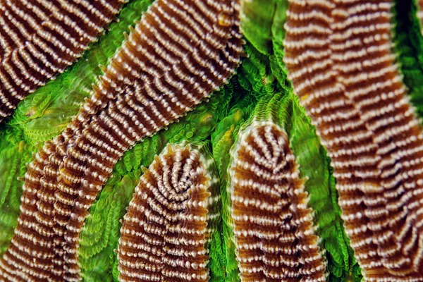 Кораллы вида Colpophyllia natans Кораллы вида Colpophyllia natans - Sputnik Армения