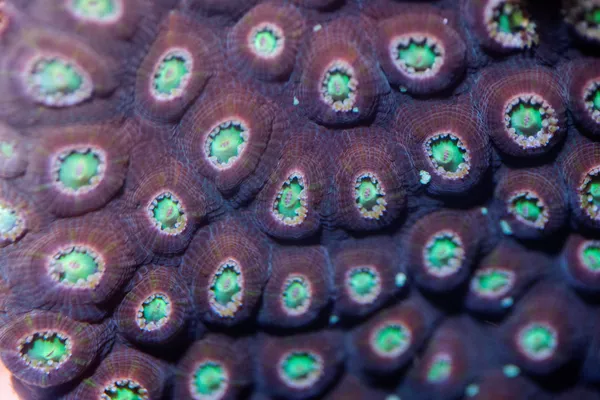 Кораллы вида Montastraea cavernosa Кораллы вида Montastraea cavernosa - Sputnik Армения
