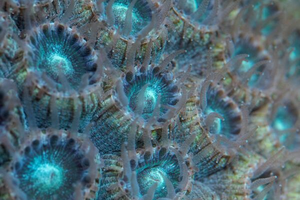 Коралл Montastraea cavernosa в аквариуме Морской лаборатории в Сарасоте, Флорида - Sputnik Армения