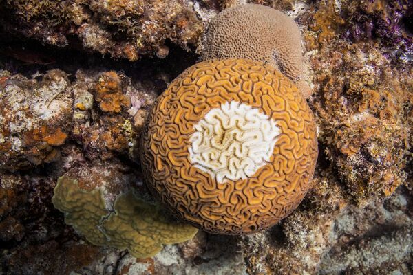 Коралл вида Diploria labyrinthiformis - Sputnik Армения